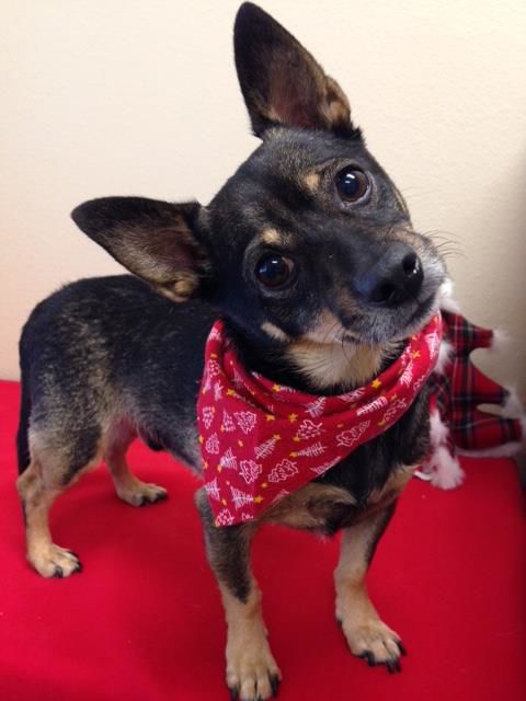 Mesquite to participate in Clear the Shelters Day
